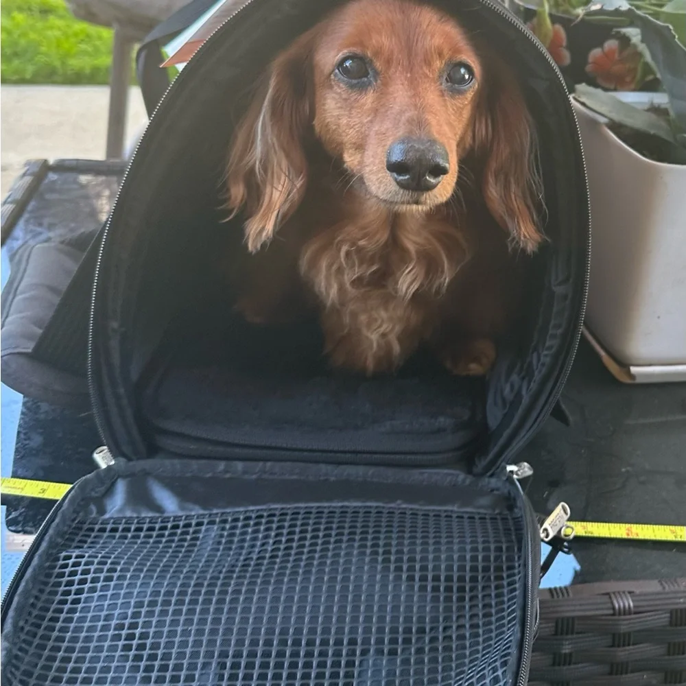 Prefer Pets Hideaway Backpack-Black